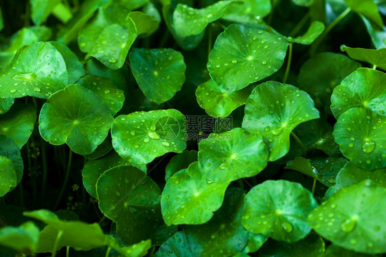 或者淋雨后GotuKola带水滴的新鲜果冻科拉或CentellaAsiatica带水滴的花岗树叶带水滴的落抽象舒适图片