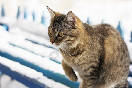 毛皮一只大条纹猫坐在蓝木板凳上长着雪的椅子上蓝色外部图片