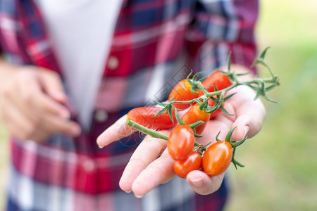 手本土的食物农民从场收获产品西红柿种植和收获交付销售健康食品概念农产保鲜背景图片