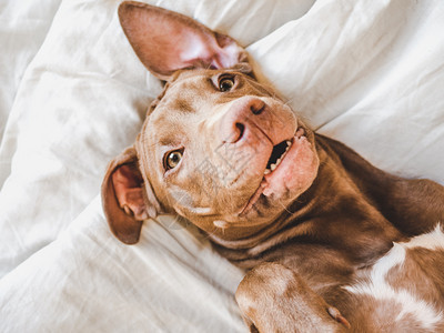 拉布多犬伤心坐在白色格子近身顶视场摄影片上的巧克力色可口小狗照顾教育服从训练和养宠物的概念躺在软格子上的甜小狗可爱年轻图片