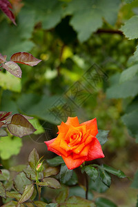 花园里美丽的玫瑰种植不同品的花园艺作为一种爱好花园里美丽的玫瑰种植不同品的花粉色衬套自然图片