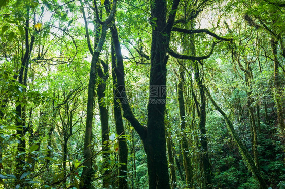 天美丽的晴大自然风景和泰国旅行背在热带植物与太阳光束的深雨林中度过令人惊叹的早晨图片