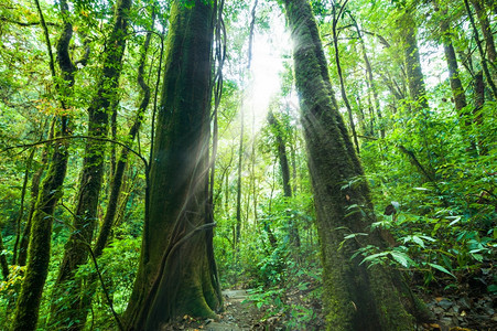 棕榈惊人的大自然风景和旅行背在热带植物和日光束的热带雨林中度过令人惊叹的早晨亚洲图片