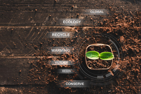 发芽在黑木地板上回收塑料瓶中的幼苗植树概念和全球升温问题6细节瓶子图片