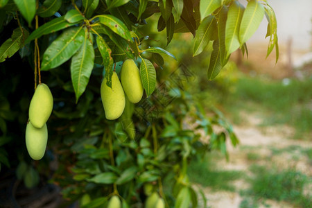 自然秋天在花园农场的芒果树上挂着新的绿色芒果上面有阳光和背景的收获果实季节图片