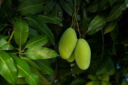 健康分支在花园农场的芒果树上挂着新的绿色芒果上面有阳光和背景的收获果实生长图片