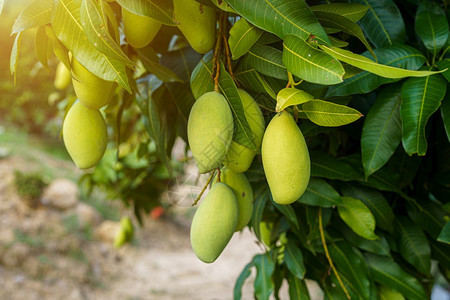 有机的饮食在花园农场的芒果树上挂着新的绿色芒果上面有阳光和背景的收获果实酸图片
