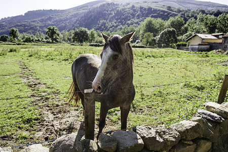 场地山上自由的马匹山上哺乳动物的详细节西语动物辔金发图片