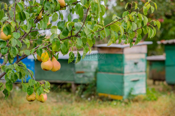 果园树上的梨幼有机水果的栽培幼树丰富营养栽培的图片