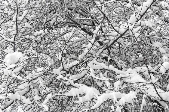 植物森林底雪和白天空中树木在原冻霜的冬季树枝水晶图片