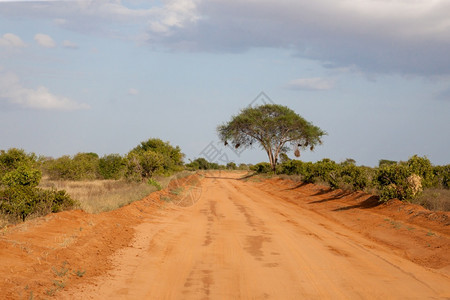 肯尼亚地平线季节红色的土壤穿过热带草原有很多树木和绿色植物用很多植物在热带草原上漫过大图片