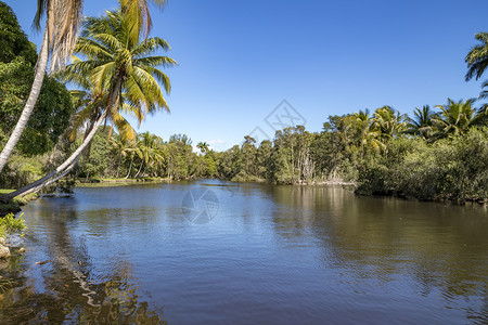 风景灌木丛古巴拉纳德尔特索罗河和棕榈树的美丽景色手掌图片