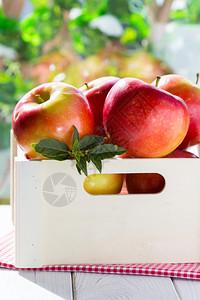 有机的盒子中红苹果和绿地背景新红苹果生产美味的图片