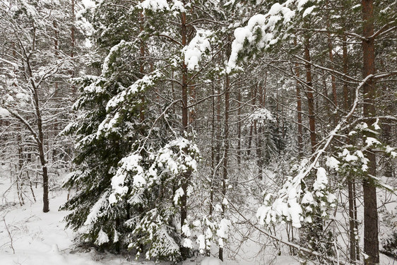 户外美丽的闪亮冬季雪在下后出现冬季的雪流在天飘动季图片