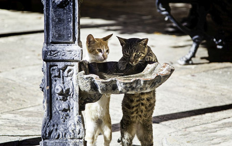 街头猫在上饮用水关于被遗弃动物的详情喝液体警报图片
