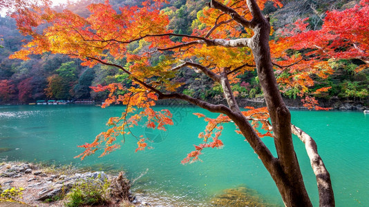 充满活力亚洲地标日本京都沿河秋季的亚林山图片