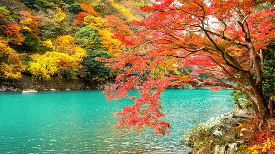 日本京都沿河秋季的亚林山旅行落下绿色图片