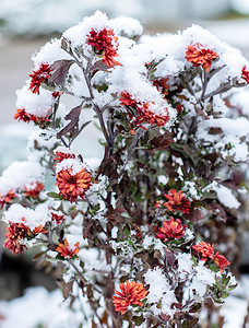 美丽的场地橙子白雪覆盖的红鲜花春图片