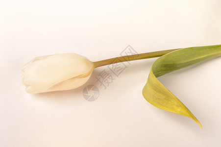 在白色背景的Tulipabrog上关闭花蕾白郁金香软模糊的bokohTexture为背景的复制空间在糊面颜色中打开花椰的边白软模图片