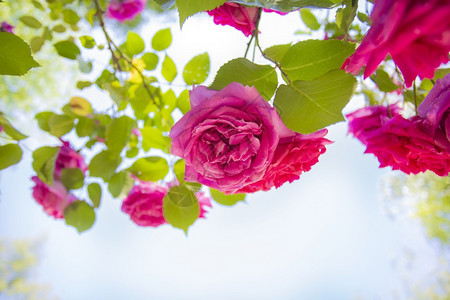 花的婚礼浪漫粉色玫瑰蔷薇科的田野映衬着蓝天夏花园里的绿叶背景纹理浪漫设计复制空间粉色玫瑰蔷薇科的田野映衬着蓝天夏花园里的绿色叶子图片