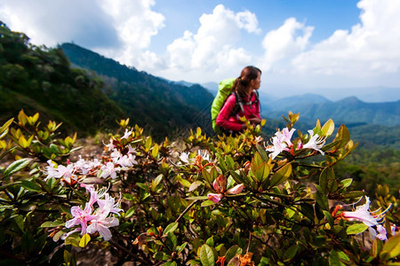 地平线公园在喜马拉雅山峰上徒步旅行露多登花在前滩盛开远足的年轻女背包模糊了景假日娱乐关注花朵幸福图片