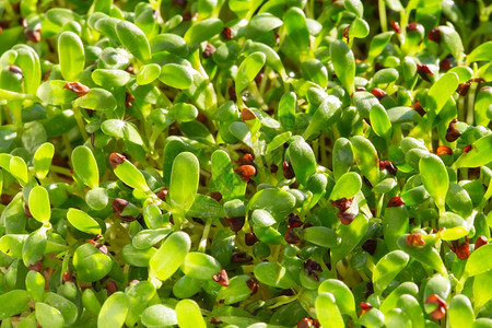 食物苜蓿微草发芽Microgreens种子在家发芽素食和健康饮理念发芽苜蓿种子微绿色生活理念有机食品农业粮图片