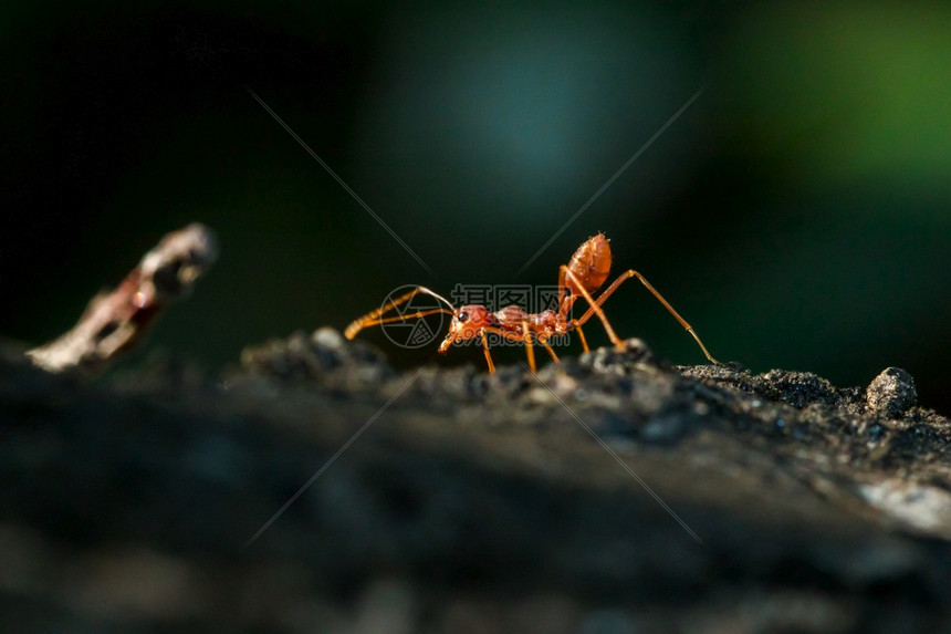 叶绿素树身体胡子和腿上的红蚂蚁是橙色团队合作环境图片