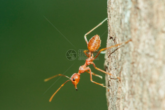 春天树身体胡子和腿上的红蚂蚁是橙色树木团体图片