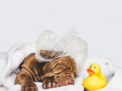浴室训练宠物年轻迷人的小狗躺在白色地毯和黄的橡皮鸭上紧闭胶孤立的背景摄影工作室照片料教育培训和饲养动物的概念躺在白色地毯上的小狗图片