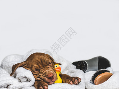 小地毯年轻迷人的小狗躺在白色地毯和黄的橡皮鸭上紧闭胶孤立的背景摄影工作室照片料教育培训和饲养动物的概念躺在白色地毯上的小狗玩具年图片