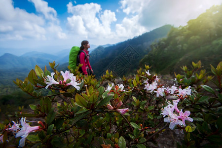 尼泊尔杜鹃花在喜马拉雅山峰上徒步登粉红色的rhododendron花正在盛开远足的年轻女子背包在景中模糊勘探春天步行背景