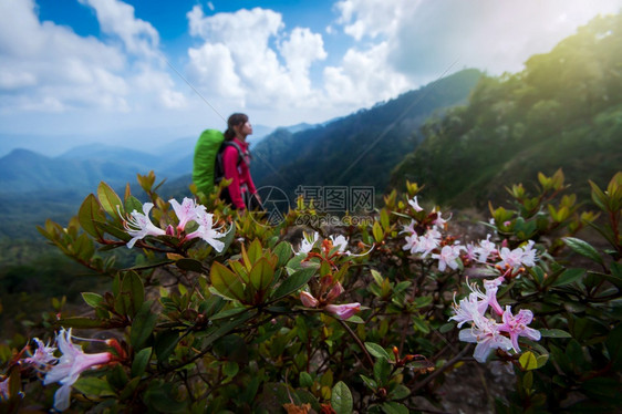 在喜马拉雅山峰上徒步登粉红色的rhododendron花正在盛开远足的年轻女子背包在景中模糊勘探春天步行图片