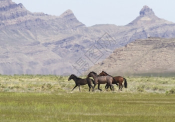 三重奏匹野马在犹他州Utah山丘前沿小马快路美国西部标志的横向形象跑过三匹野马位于Toooele县Onaqui山畜牧管理区Ona图片