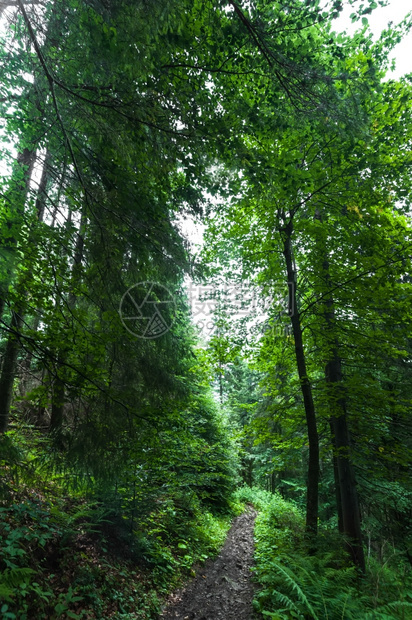 在喀尔巴阡山的松树高原森林夏季风景中沿着长途跋涉的足迹乌克兰旅游背景郁葱阳光深的图片