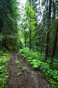 假期追踪在喀尔巴阡山的松树高原森林夏季风景中沿着长途跋涉的足迹乌克兰旅游背景户外图片