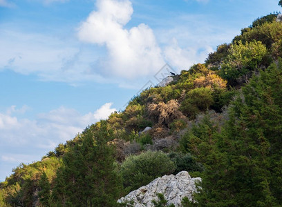 从塞浦路斯阿卡马半岛的Aphrodite徒步小径上看到森林和天空美景丽远处有一只黑山羊树夏天距离图片