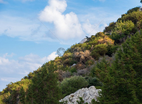 从塞浦路斯阿卡马半岛的Aphrodite徒步小径上看到森林和天空美景丽远处有一只黑山羊树夏天距离图片