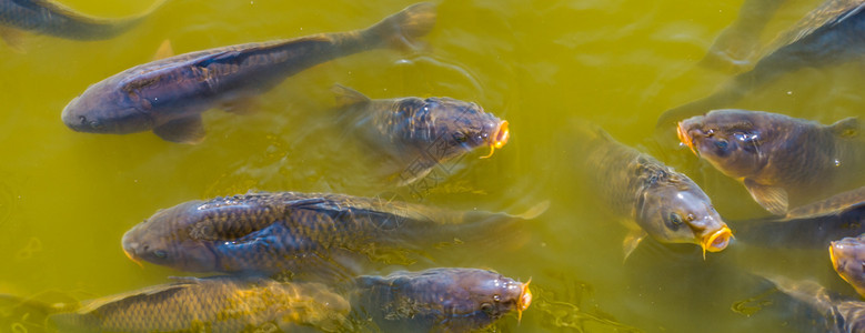 鲤鱼嘴唇常见的在水中游动普通木雕紧闭饥饿的鱼口从水上涌来自欧洲的广受欢迎鱼种图片
