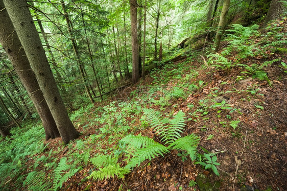 欧洲郁葱树叶在深高原森林中生长的松树和野动物喀尔巴阡山自然背景图片