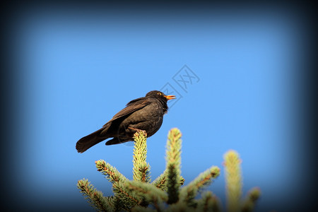 画眉禽类独自的公男黑鸟海龟摩露拉在春之地歌唱fir树顶上图片