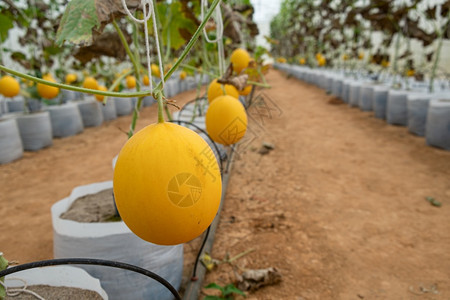 农场温室水培的黄色水果图片