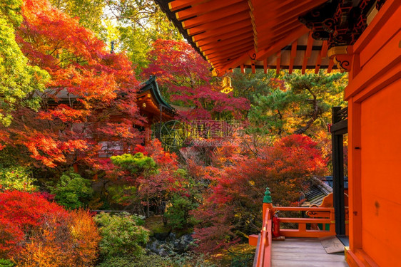 日本秋天寺庙神社景色图片