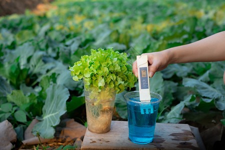 电导率蔬菜有机的在生植物背景上用数字ECTDS仪的杯子测量液态肥料图片
