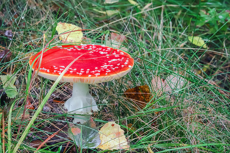 在草丛中生长的蘑菇苍蝇和林边叶子蘑菇室FlyAgaric缝合之中颜色有毒图片