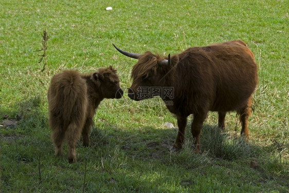 牧场母和年轻出生的动物牛景观图片