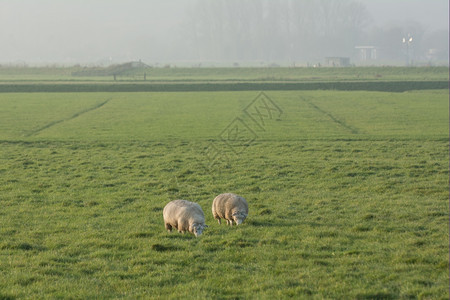复活节日落时在田野里独立的羊群中春天自然图片