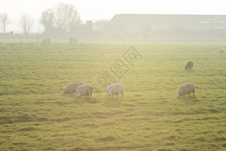 清白的色日落时在田野里独立的羊群中绿色图片
