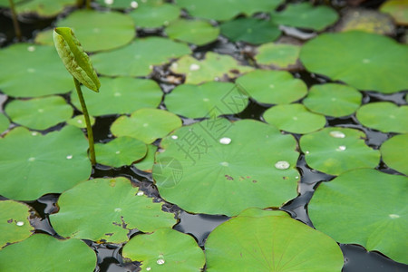 花园在公里生长的池塘花朵来自植物水之内图片