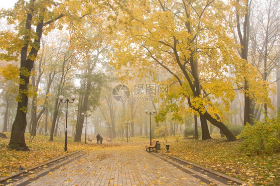 早晨乌克兰基辅马里因斯雾公园生态木制的图片