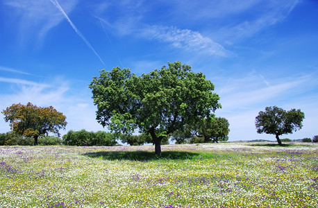 清楚的木头葡萄牙春天的橡树云图片
